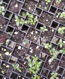 Credit: Seedlings at Love is Love Farm, in Atlanta, Ga. 
Feb 2019
Photo by Amanda Burns