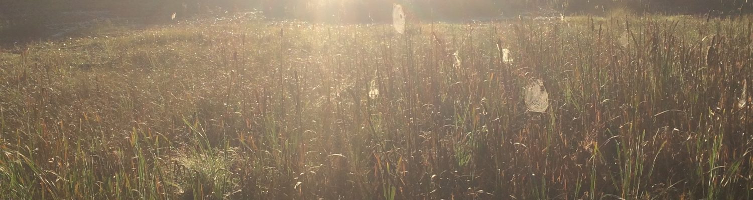 salt.marsh_.Maine_.2014